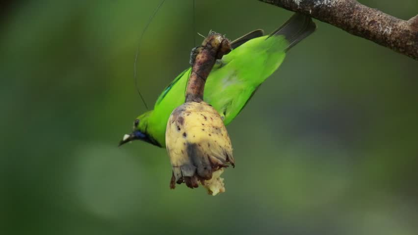  Leafbird on branch