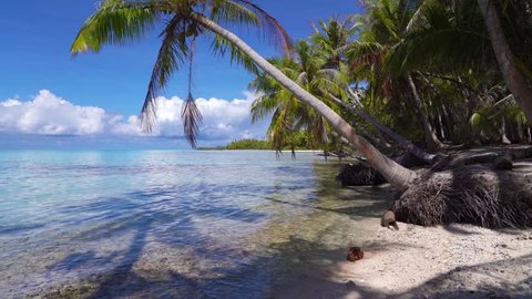 Fallen Palm Trees On Island Banyak Stock Photo 1627780483 | Shutterstock