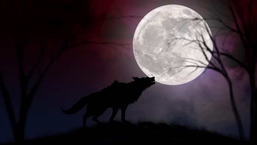 4k : Wolf Howling at the Moon, Silhouette of wolf howling at the full moon