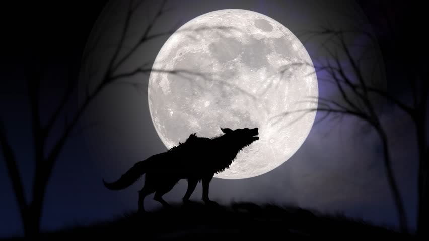4k : Wolf Howling at the Moon, Silhouette of wolf howling at the full moon