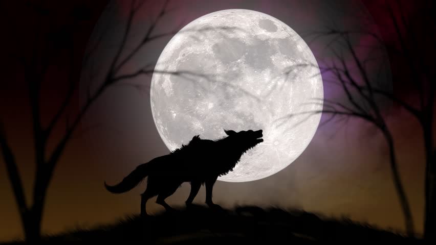 4k : Wolf Howling at the Moon, Silhouette of wolf howling at the full moon