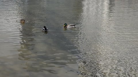 Ducks swimming in a pond at a park mid range shot