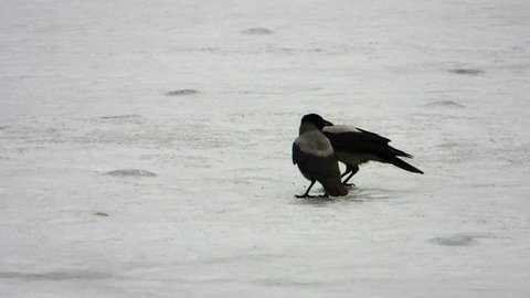 two crows in the snow eat a nut
