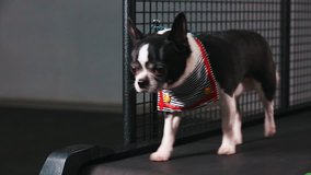 Fitness motivation funny joke. little dog dressed as a sailor goes on a treadmill. Cool smart pet. Video footage. front view.