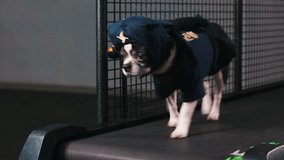 Fitness motivation funny joke. little dog dressed as a ninja goes on a treadmill. Cool smart pet. Video footage. front view.