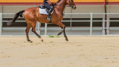 A brown horse jumps beautifully over a barrier in the horse arena. A young girl is an excellent horse rider.