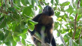 Tropical mantled howler monkey on a branch in the Caribbean. The mantled howler or golden-mantled howling monkey, is a species of howler monkey, a type of New World monkey, from Central America.
