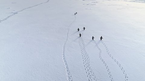 Funny Gentoo Penguin Walk Snow Land Aerial Back View. Wildlife Habitat Bird Group Travel Antarctica Frozen Surface with Track. Polar Winter Extreme Scenery Drone Top Footage Shot Footage 4K (UHD)