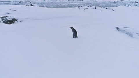 Lone King Penguin Antarctic Snow Surface Landscape. Antarctica Polar Animal Habitat Eternal Frost Extreme Wild Nature. Aerial Side View Footage Shot in 4K (UHD)