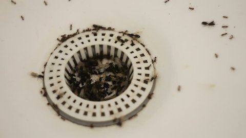 Invasion of flying ants in sinks.