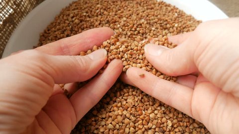 dry buckwheat and hands, healthy food concept	