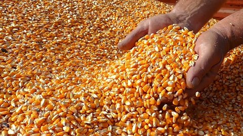 Strong hands of senior farmer shows freshly harvested corn grains, slow motion