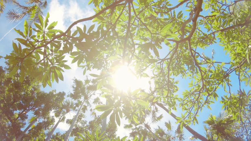 Green Jungle Trees and Palms Against Blue Sky and Shining Sun. Travel Vacation Nature Concept. Look Up View in Tropical Forest Background. 4K Slowmotion Steadycam Footage. Bali, Indonesia. Royalty-Free Stock Footage #1025545688