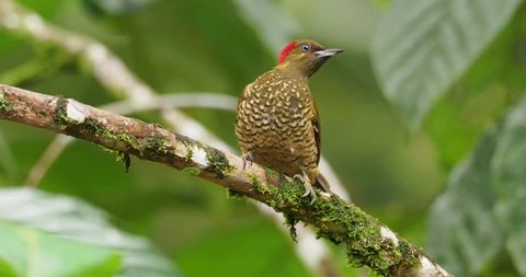 Rufous-winged Woodpecker - Piculus simplex bird in the family Picidae,found in Costa Rica, Honduras, Nicaragua, Panama, in subtropical or tropical moist lowland forests