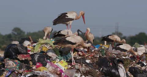 4K close-up view of a small group of European White Storks scavenging for food on a pile of garbage on a  landfill dump site