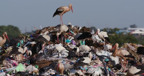 Climate emergency. Climate change. Close-up view of a small group of European White Storks, Cattle Egrets and African Sacred Ibis scavenge for food on a landfill dump site