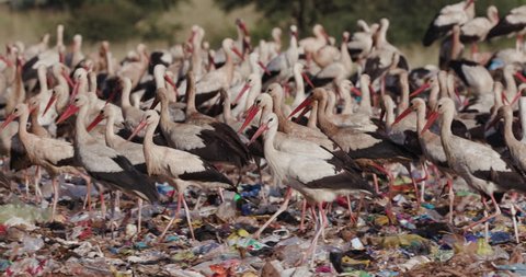 4K close-up view of hundreds of European White Storks scavenging for food on a landfill dump site