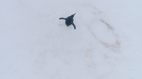 Lone King Penguin Snow Surface Zooming Out Aerial View. Antarctica Peninsula Polar Bird Habitat Eternal Frost Extreme Wild Nature. Drone Top Down View Footage Shot in 4K (UHD)