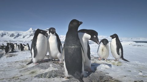Antarctic Adelie Penguin Colony Play Timelapse. Antarctica Ocean Bird Flock Mating Games Behavior at Arctic Nature Landscape Rock Background. Peninsula Beach Exploration Footage in 4K (UHD)