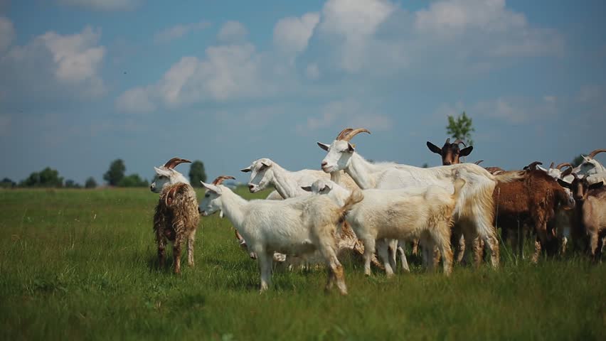 A cattle in the fields | Shutterstock HD Video #1025551904