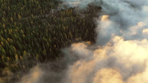 Aerial, tilt up, drone shot, over italian, autumn color forest, in a foggy valley, revealing mountain peaks, at sunrise, on a sunny, fall morning, at Passo Falzarego, in Dolomites, Tyrol, Italy