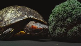close up view of turtle moving near broccoli isolated on black