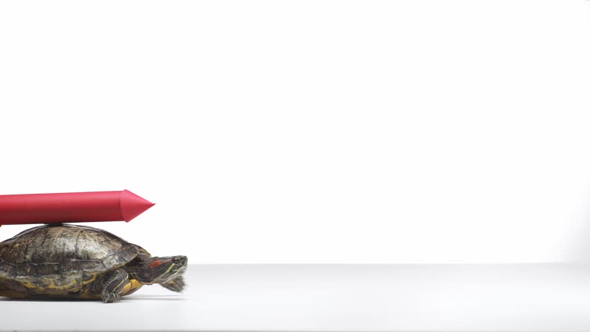 turtle with red paper rocket on shell crawling sideways isolated on white Royalty-Free Stock Footage #1025554334