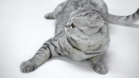 grey cat lying, waving tail and walking away on white background