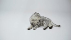 grey cat lying, licking, waving tail, moving head and runing away on white background