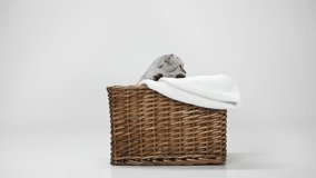 grey cat jumping out basket with blanket on white background