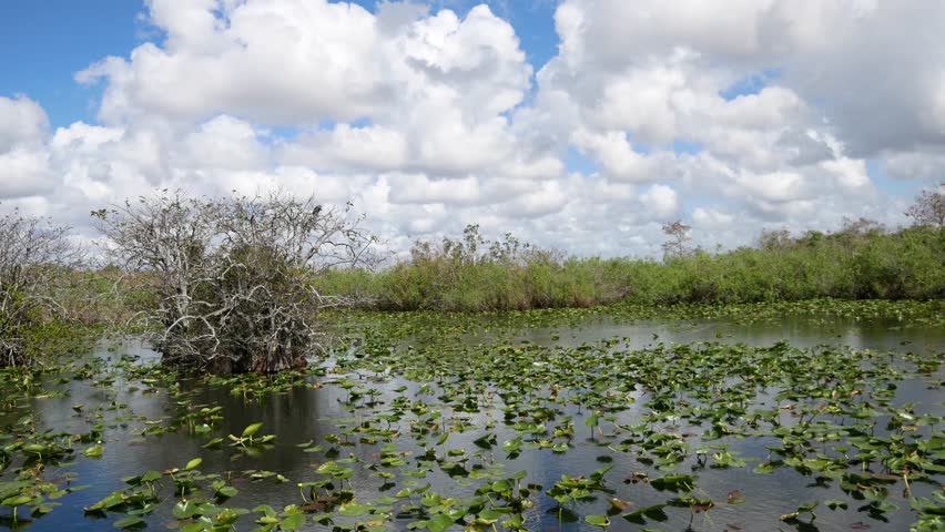 Boardwalk On Nature Trail At Everglades National Park, Florida Image 