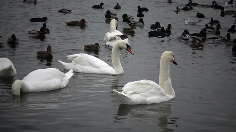 Birds of Ukraine. Swans, gulls and ducks - wintering waterfowl in the Black Sea