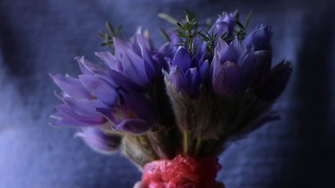 Woman holding bouquet of Pulsatilla Grandis flowers or the greater pasque flower