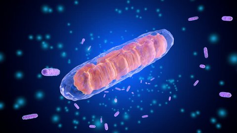 3D rendered Animation of a Mitochondria Cell