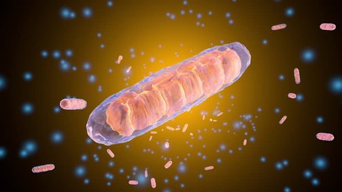 3D rendered Animation of a Mitochondria Cell	