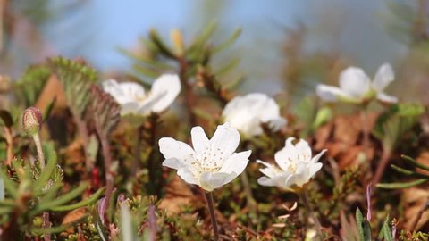 Paludology. Raised moss: Crowberry (Empetrum nigrum), Andromeda (Andromeda polifolia), Marsh tea (Ledum palustre) and white flowers of Cloudberry (Rubus chamaemorus). Phytocenosis (biome) of highmoor
