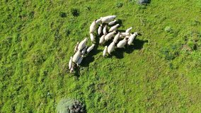 Aerial drone top view video of flock of sheep sitting in grass