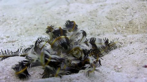 Rare footage of a Feather Star (Crinoid) walking on the sand Filmed with Canon HF G25 in Gates Underwater housing
HD 1080