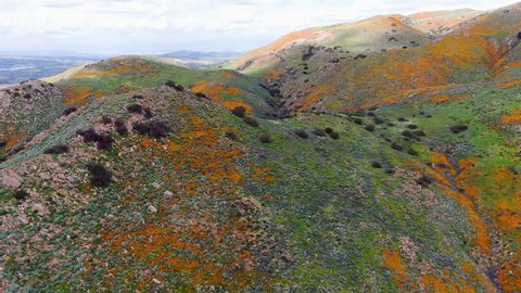 Aerial view of Mountain with California Golden Poppy and Goldfields blooming in Walker Canyon, Lake Elsinore, CA. USA. Bright orange poppy flowers during California desert super bloom spring season.