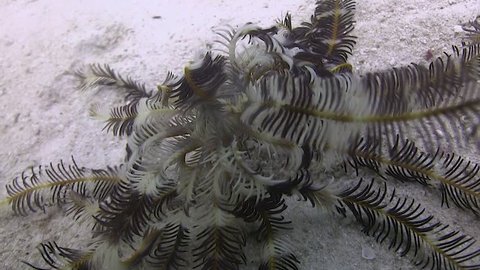 Rare footage of a Feather Star (Crinoid) walking on the sand Filmed with Canon HF G25 in Gates Underwater housing
HD 1080