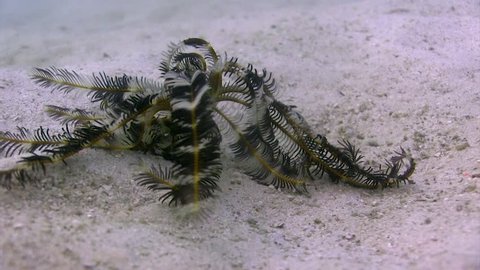 Rare footage of a Feather Star (Crinoid) walking on the sand
