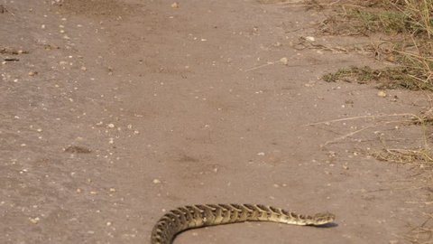 Titanoboa Stock Video Footage 4k And Hd Video Clips Shutterstock