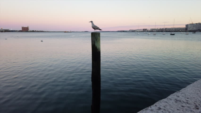One bird sitting on a wooden post above water and taking off with sunset on background 4k