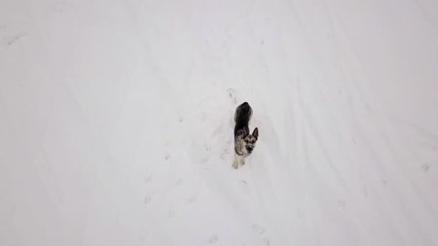 Dog looking to the flying drone, snowy winter. Aerial footage, low altitude. 4K UltraHD.