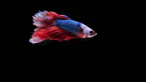 super slowmotion, Thai betta fish that swim in the main black scene, the appearance of fish, red  body, red tail, beautiful movement And popular in the beautiful fish market, Siamese fighting fish 