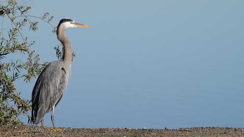 HD Video of one Great Blue Heron perched on a branch over a lake, wings open as if in a yoga pose, then closes wings and starts preening. It is the largest North American heron.