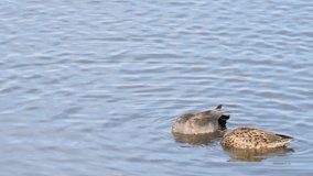 HD Video of a male and female Gadwall duck foraging for food in shallow marsh water. The gadwall is a common and widespread dabbling duck in the family Anatidae.