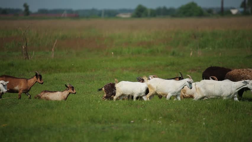 farm animals fields Stock Footage Video (100% Royalty-free) 1025600354