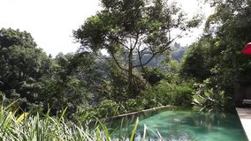 tropical pool jungle view footage video with sounds of nature