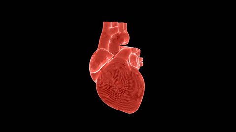 Beating human heart wireframe rotating against black, seamless loop
